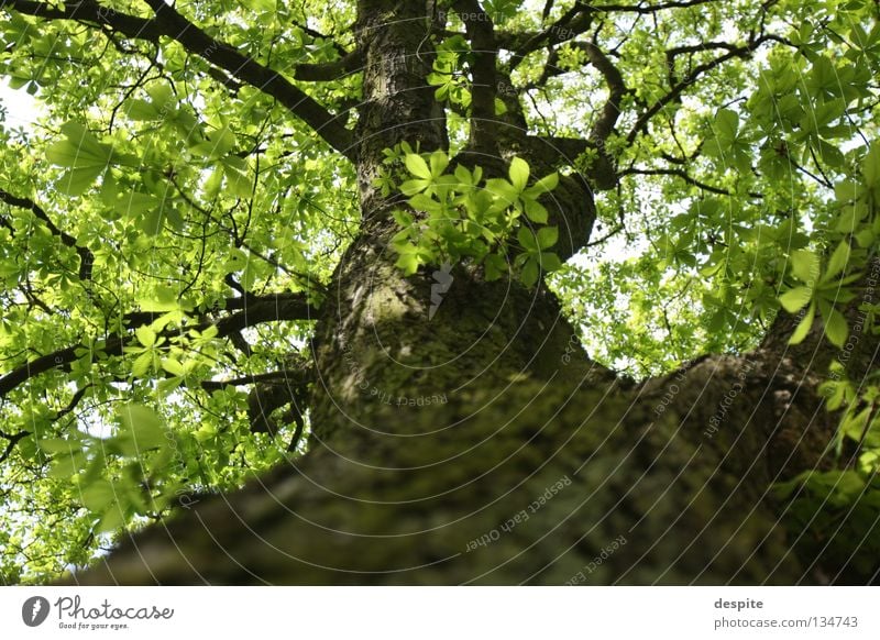 Flüchtiger Blick nach oben Baum Baumkrone Natur Trier Tree Sun Amerika Forestry