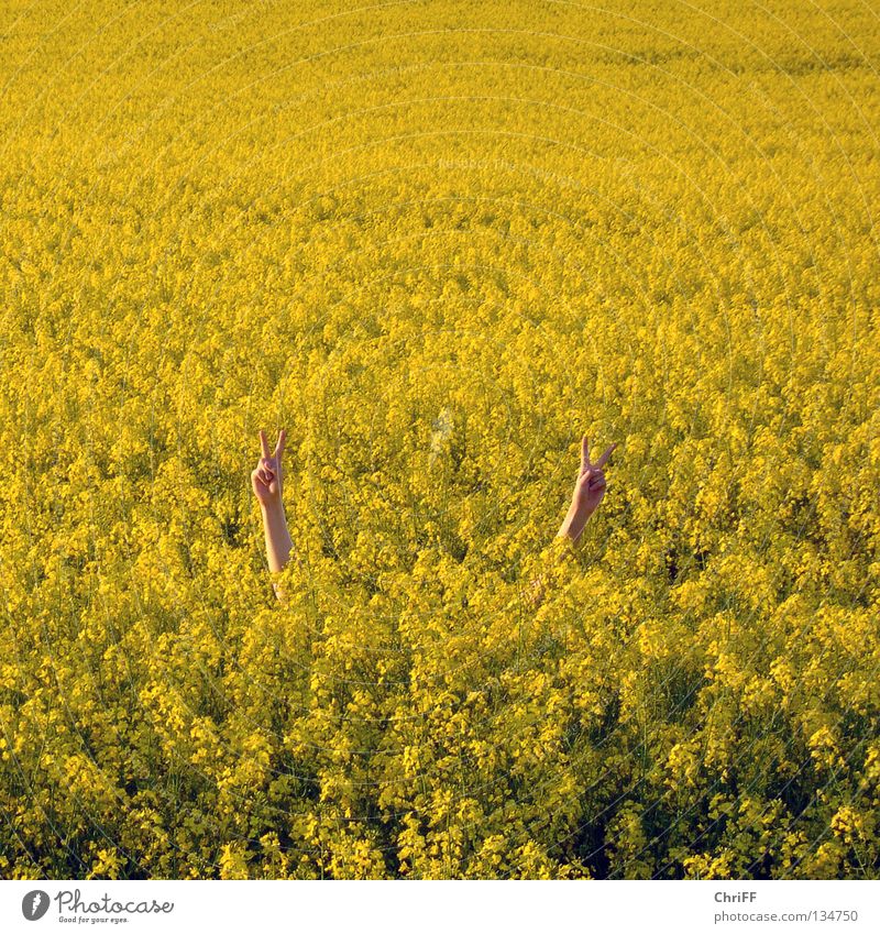 Peace in Rapsfeld I Hand Frieden gestikulieren Feld gelb Frühling Blühend Natur Arme