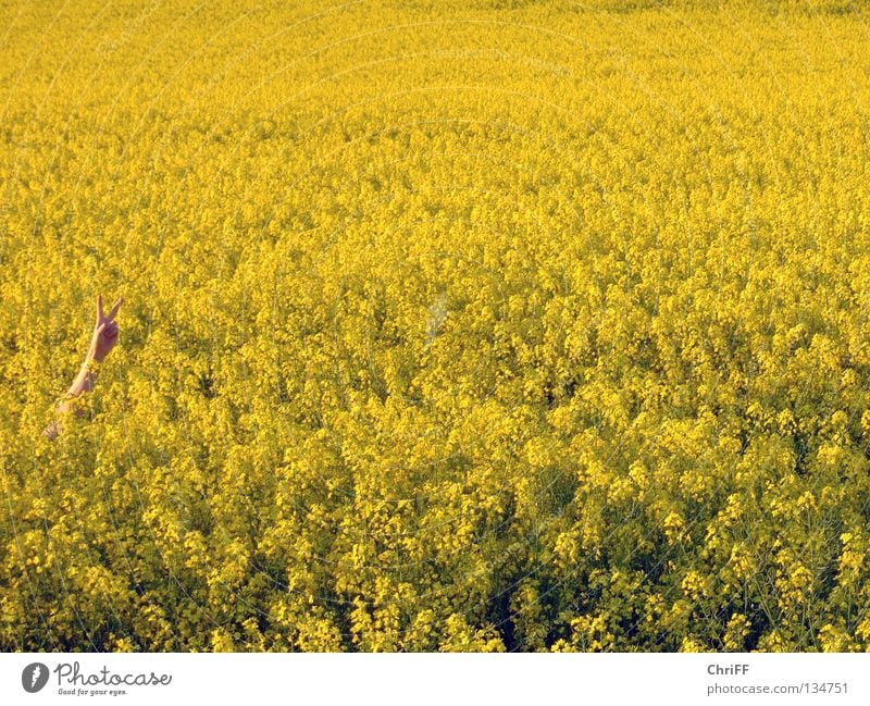 Peace in Rapsfeld II Hand Frieden gestikulieren Feld gelb Frühling Blühend Natur Arme