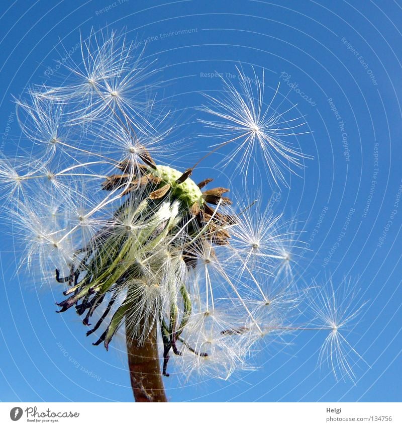 Nahaufnahme einer Pusteblume vor blauem Himmel Blume Löwenzahn blasen mehrere säen Sommer Frühling Mai Pflanze Blühend Wiese Wegrand Wachstum gewachsen