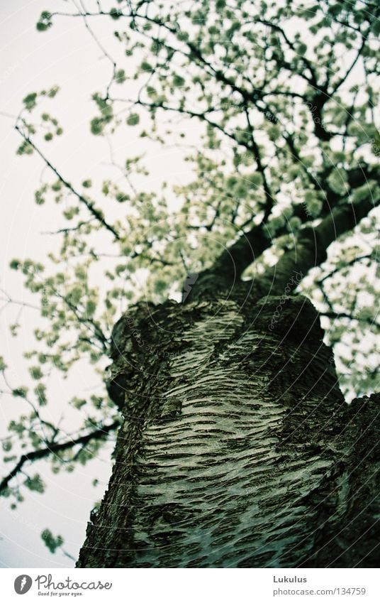 Kirschbaumblüten Baum Blüte Wolken schwarz grau weiß Frühling Himmel alt