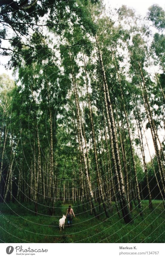 9 Stunden Birke Wald Blatt Hund Frau weiß grün verloren Einsamkeit Zecke Sumpf Bäumen Natur grass Polen masuren verirrt