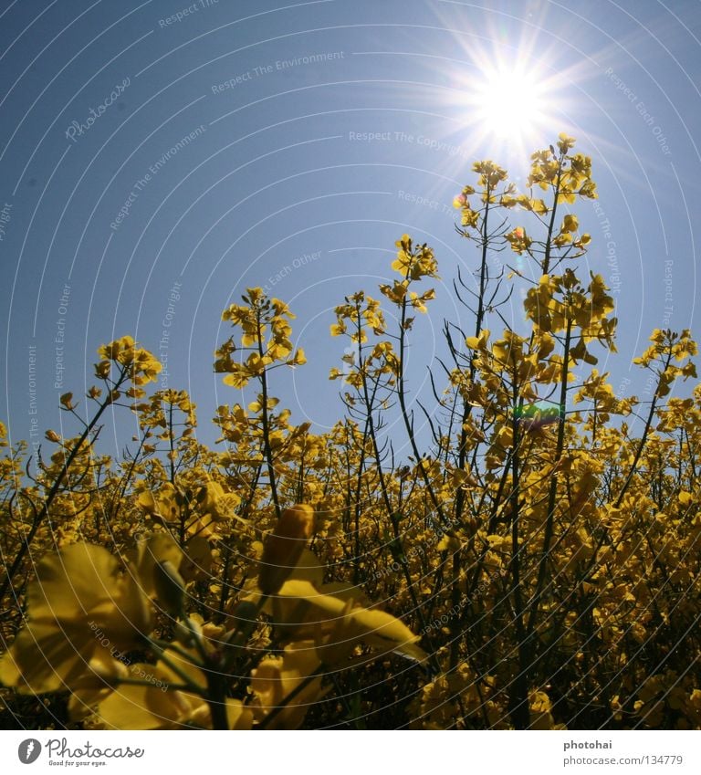 Rapsfeld 1 Feld Gegenlicht Frühling Himmel gelbe Pracht immer wieder schön anzusehen Freude schöne Farben coole Optik