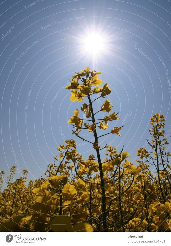 Rapsfeld 3 Feld Gegenlicht Frühling Himmel gelbe Pracht immer wieder schön anzusehen Freude schöne Farben coole Optik