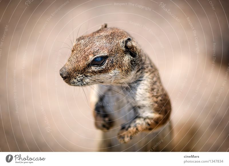 suchen und finden Tier Wildtier Eichhörnchen Streifenhörnchen 1 beobachten entdecken Fressen füttern hören ästhetisch frei klein lecker nah natürlich Neugier