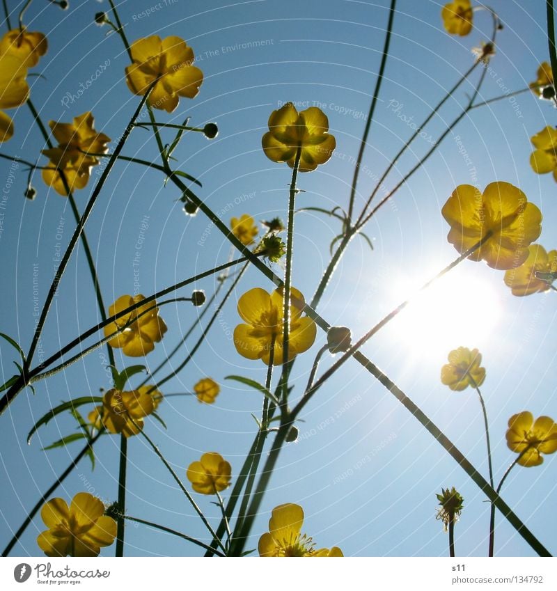 AmeisenAnsicht II Sommer Physik heiß brennen Jahreszeiten Blume Blüte Butter gelb Eigelb Blumenwiese Wiese himmelblau azurblau Froschperspektive Licht Tapete