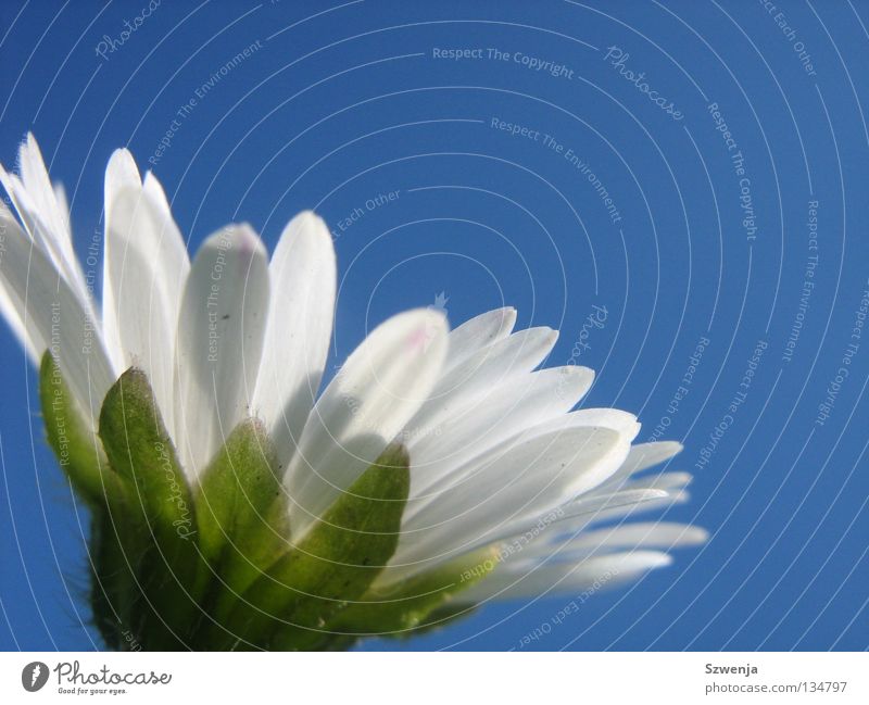 Gänseblümchen again Menschenleer Himmel Blume blau grün weiß himmelblau Gans Flower