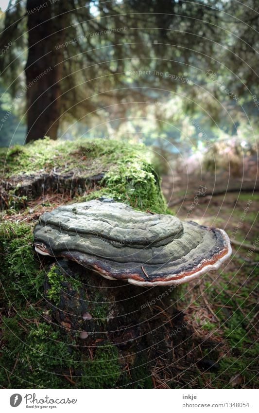 Baumpilz Natur Sommer Herbst Moos Baumstumpf Wald Waldboden Nadelwald Mischwald Pilz Wachstum Schmarotzer Symbiose grün Waldlichtung Waldfrucht Farbfoto