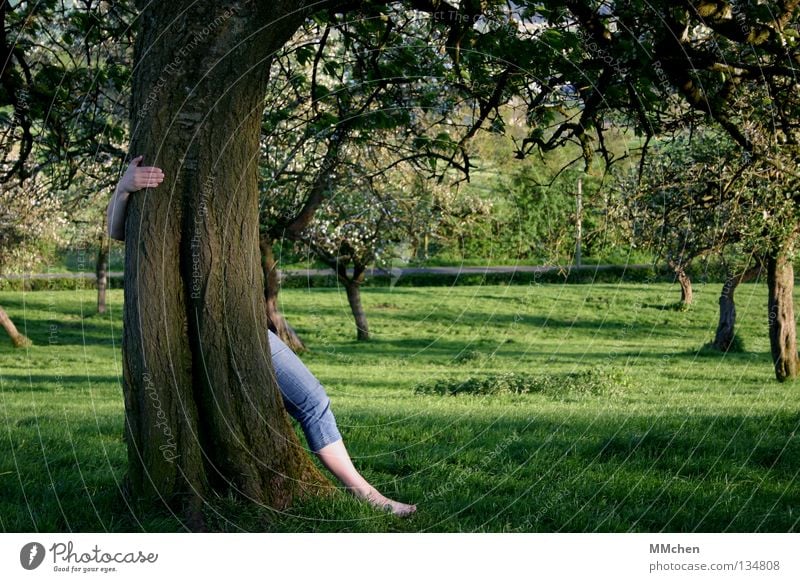 Zeig Dich! Baum Wiese Apfelbaum Suche Hand Baumstamm Streuobstwiese Obstbaum Blüte Blätterdach Baumrinde verdeckt vorwärts Schüchternheit zögern Vorsicht