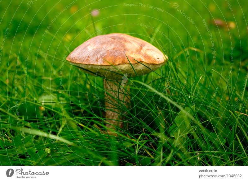 Leccinum scabrum Pilz Wiese Rasen Gras Herbst wandern Wald birkenpilz Gemeiner Birkenpilz Birken-Röhrling Geißpilz Hut Mütze Wachstum Gesunde Ernährung Speise