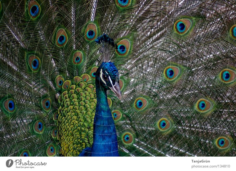 Majestätisch Pfau grün grau Aufschlag Vogel Brunft Flirten mehrfarbig Tier Schnabel schwarz maskulin eitel schön majestätisch Makroaufnahme Nahaufnahme Sommer