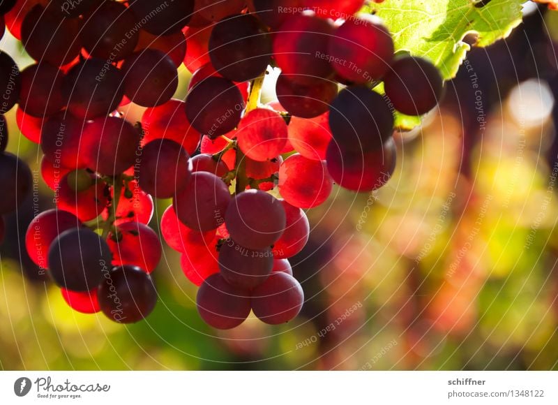 Pinot Noir pour toi Pflanze Nutzpflanze süß Rotwein rot Wein Weintrauben Weinberg Weinbau Weinblatt Spätburgunder Außenaufnahme Menschenleer