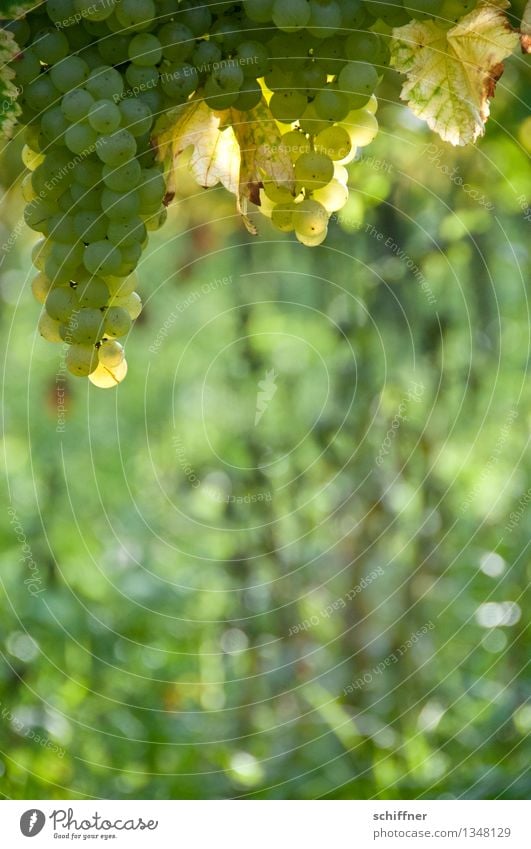 Viel Platz für ihre Winzernotizen Pflanze Schönes Wetter Nutzpflanze grün Weintrauben Weißwein Weinberg Weinblatt Weinbau Außenaufnahme Menschenleer Sonnenlicht