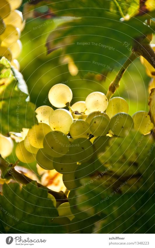 Pinot gris pour qui? Schönes Wetter Pflanze Nutzpflanze grün Weintrauben Weinbau Weinberg Weinblatt Weißwein Licht Herbst Außenaufnahme Menschenleer