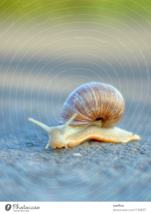 Geile Schnecke Frankreich Franzosen Schleim schleimig krabbeln langsam Schneckenhaus Fühler weiß Weinbergschnecken Gastronomie Ernährung Bewegung Natur