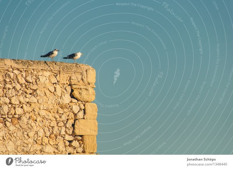 Îles de Marseille VIII Umwelt Natur Wolkenloser Himmel Sommer Schönes Wetter Tier Vogel 2 Tierpaar Partnerschaft Idylle Ehe Ehekrise Südfrankreich Frankreich