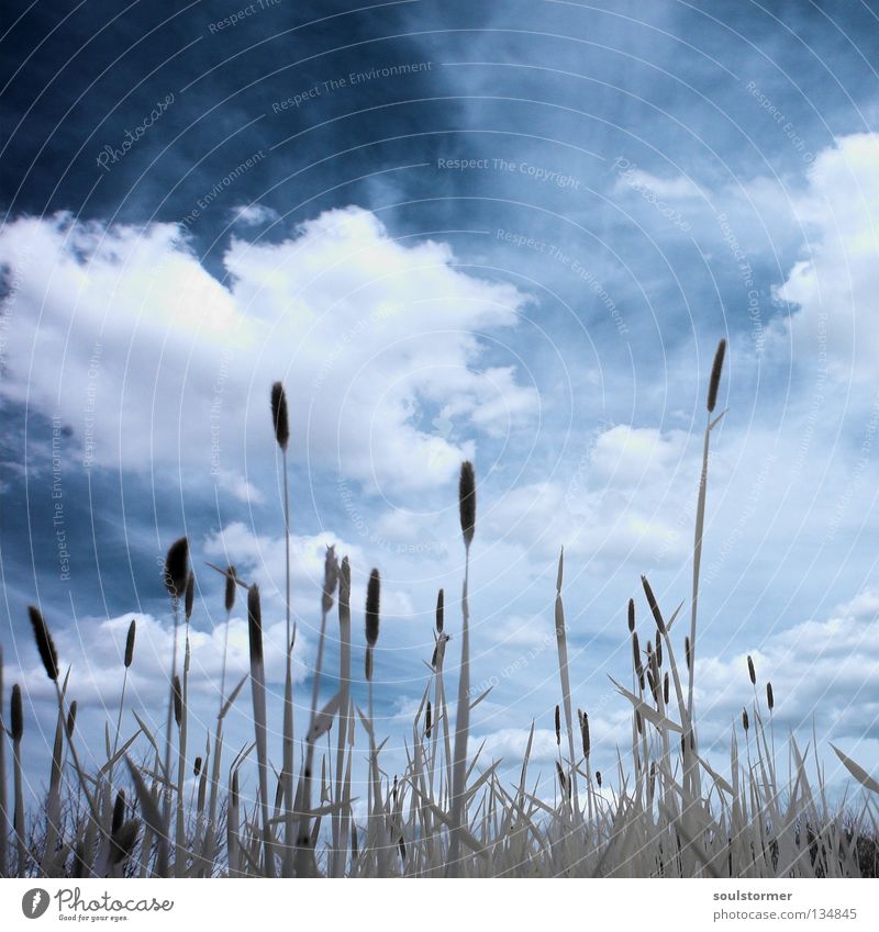 Wiesenleben in IR Personenzug Infrarotaufnahme Farbinfrarot Baum Holzmehl Gras Halm Wolken dunkel schwarz weiß hell-blau Wolkenhimmel Umweltschutz Natur