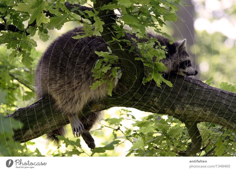 Einfach mal abhängen Tourismus Ausflug Natur Sommer Herbst Wetter Schönes Wetter Baum Blatt Ast Baumstamm Tier Wildtier Tiergesicht Krallen Pfote Zoo Waschbär 1