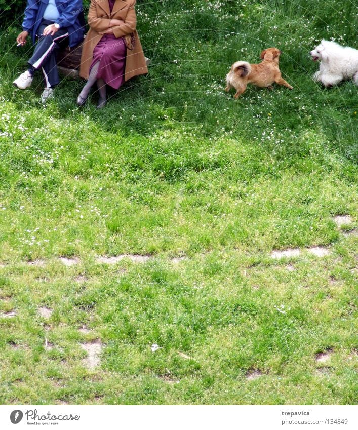 ... verheirater I... Hund 4 2 Frau Mann Frühling alt Pause Tier Spielen grün Wiese Freizeit & Hobby Verabredung Zusammensein Freundschaft Gras Schönes Wetter