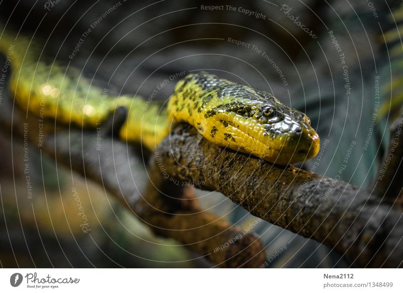 Den Ast entlang... Umwelt Natur Tier 1 Aggression bedrohlich dunkel gruselig wild gelb Angst Todesangst gefährlich Stress Nervosität Respekt Schlange