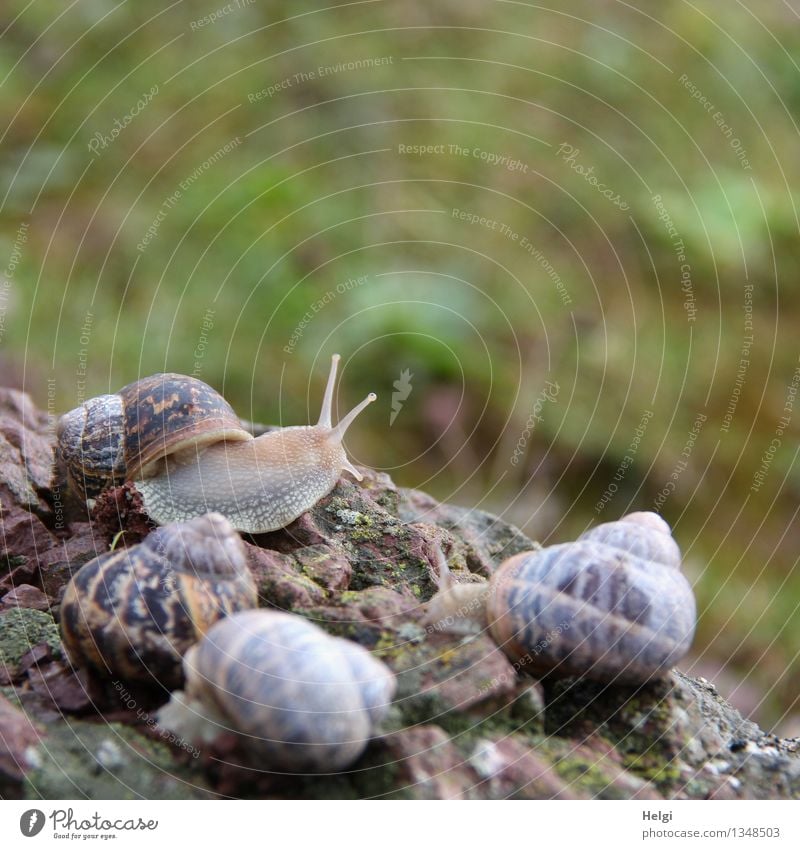 Meeting... Umwelt Natur Tier Felsen Wildtier Schnecke Schneckenhaus 4 krabbeln liegen authentisch Zusammensein einzigartig klein natürlich braun grau grün