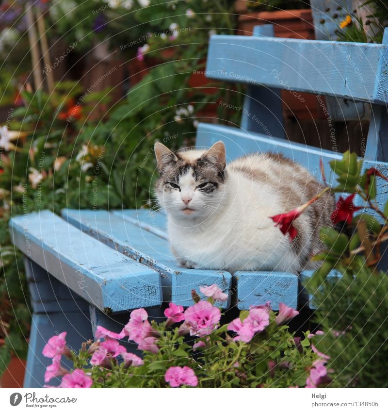 chillen... Umwelt Natur Pflanze Tier Herbst Schönes Wetter Blume Blatt Blüte Garten Haustier Katze 1 Bank Holz Blühend Erholung sitzen ästhetisch schön