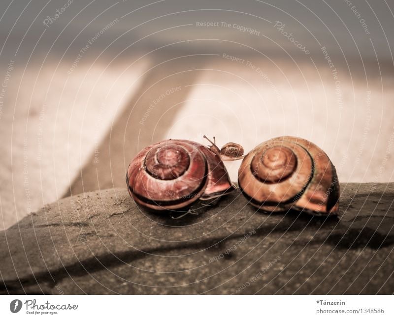 Baby-Turnen Tier Schnecke Babyschnecke 3 Tierfamilie Sport Fröhlichkeit braun Freude Zusammensein Tierliebe Verlässlichkeit Zufriedenheit Hilfsbereitschaft