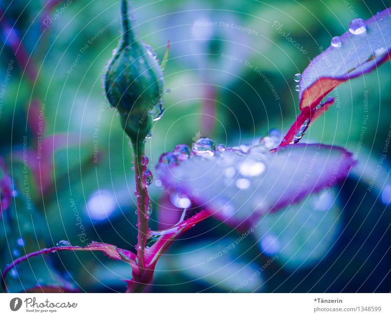 und noch ein paar Regentropfen Natur Pflanze Wasser Wassertropfen Herbst schlechtes Wetter Rose Blatt Blüte Garten ästhetisch frisch schön nass natürlich saftig