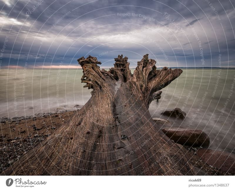 Ostseeküste Ferien & Urlaub & Reisen Natur Landschaft Wolken Baum Felsen Küste Meer Sehenswürdigkeit Stein blau Romantik Idylle ruhig Baumstamm Himmel Rügen