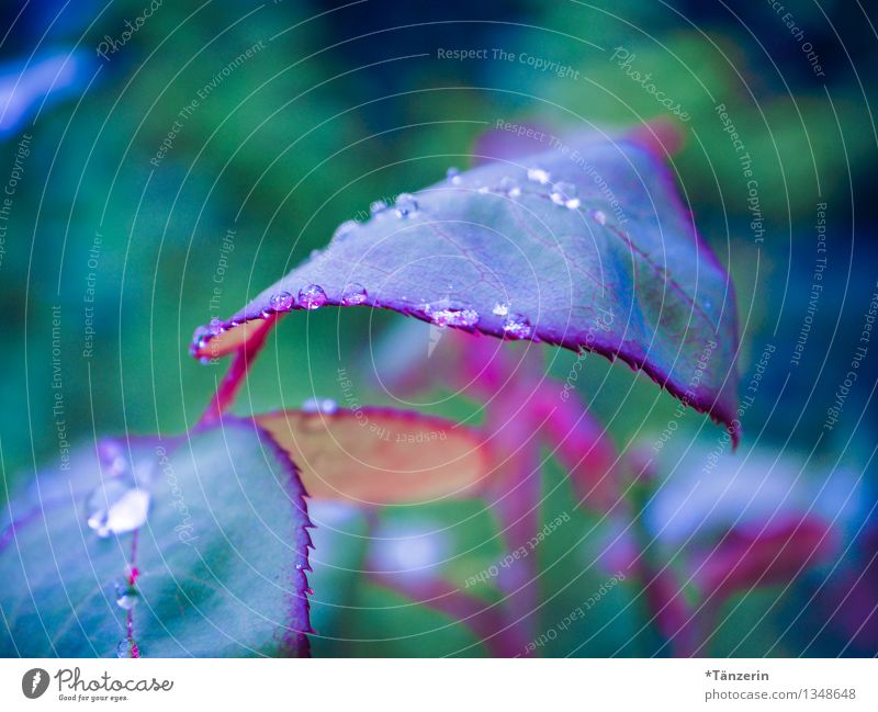 noch mehr Regentropfen Natur Pflanze Urelemente Wasser Wassertropfen Herbst schlechtes Wetter Rose Blatt Garten ästhetisch frisch nass natürlich saftig blau