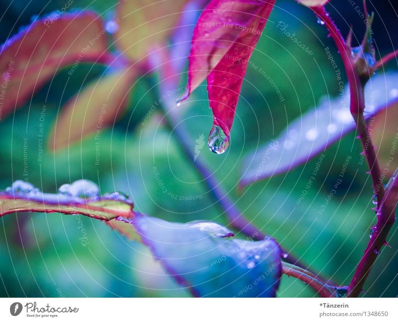 Regentropfen Natur Pflanze Wasser Wassertropfen Herbst schlechtes Wetter Rose Blatt Garten ästhetisch Flüssigkeit frisch schön natürlich saftig Sauberkeit weich