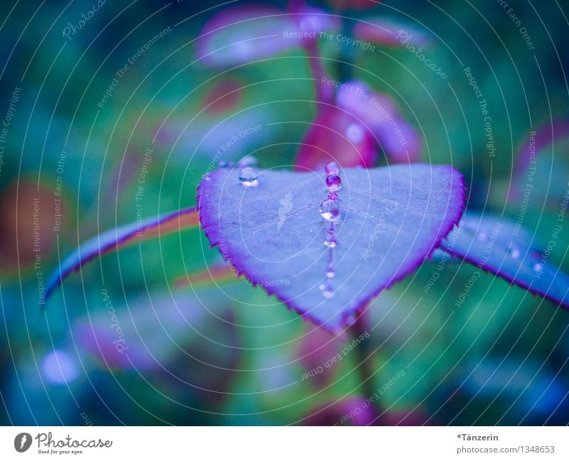 wie Perlen aufgereiht Natur Pflanze Wassertropfen Herbst schlechtes Wetter Regen Rose Blatt Garten ästhetisch schön nass natürlich weich violett Romantik