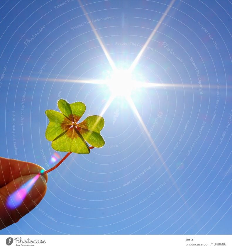 alles gute Himmel Wolkenloser Himmel Sonne Sonnenlicht Schönes Wetter Gras Blatt frisch glänzend hell schön Freude Glück Optimismus Erfolg Vertrauen Schutz