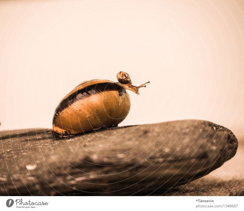 Baby-Turnen II Natur Tier Wildtier Schnecke 2 Tierjunges Tierfamilie entdecken krabbeln Blick Spielen Fröhlichkeit Neugier niedlich braun Mut Tierliebe