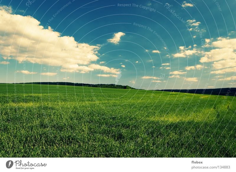 Greenish Feld Ackerbau Landschaft Natur Ferne Wolkenhimmel Wolkenfeld Wolkenfetzen Wolkenformation Schönes Wetter himmelblau weiß grün malerisch Menschenleer