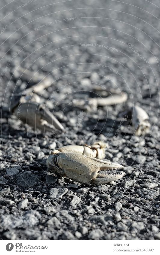 Möwenpick Meer Insel Natur Tier Küste Nordsee Ostsee Totes Tier Stein Fressen kaputt Krabbe Panzer Krebstier Wattenmeer Nahrungssuche Schere Rest Zange