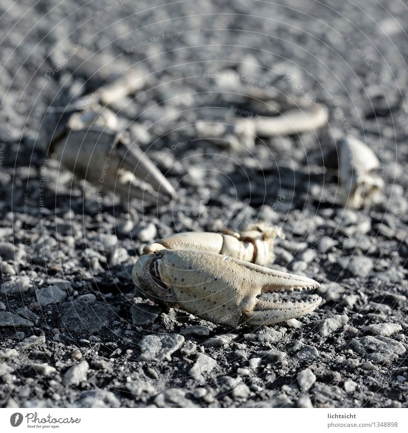 Möwenpicknick Natur Küste Nordsee Meer Insel Tier Totes Tier Stein Fressen dehydrieren Krabbe Krallen Panzer Krebstier Wattenmeer Nahrungssuche nahrungskette