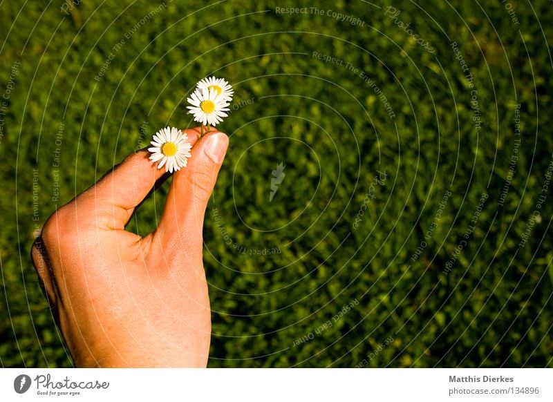 Verspätetes Muttertagsgeschenk Gänseblümchen Blume Blüte Hand Finger geben schenken Geschenk Wiese Sommer Frühling Frühlingsgefühle Freundlichkeit