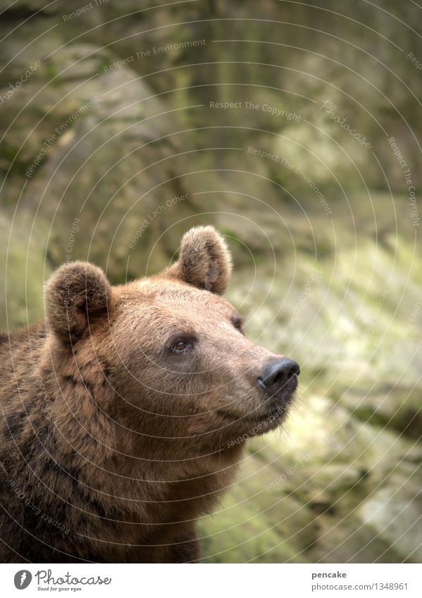 freundlich Natur Tier Wildtier 1 Stein Erfolg Freundlichkeit Glück kuschlig klug Bär Fell Ohr stark Farbfoto Außenaufnahme Nahaufnahme Detailaufnahme