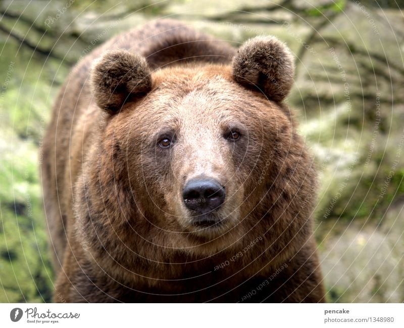 dickes fell Tier Wildtier Tiergesicht 1 Zeichen bedrohlich authentisch kuschlig stark wild Kommunizieren kompetent Kontakt Natur Bär Blick in die Kamera Fell