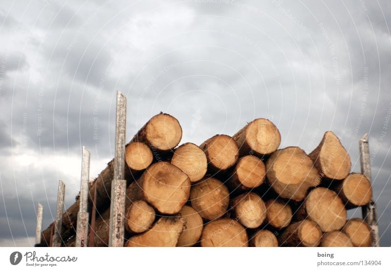 Maibaumstehlen Fichte Forstwirtschaft Lastwagen Holzfäller Kettensäge Papierherstellung Abholzung Jahresringe Waldbrand Baum Ware Verkehr Holztransport Vollholz