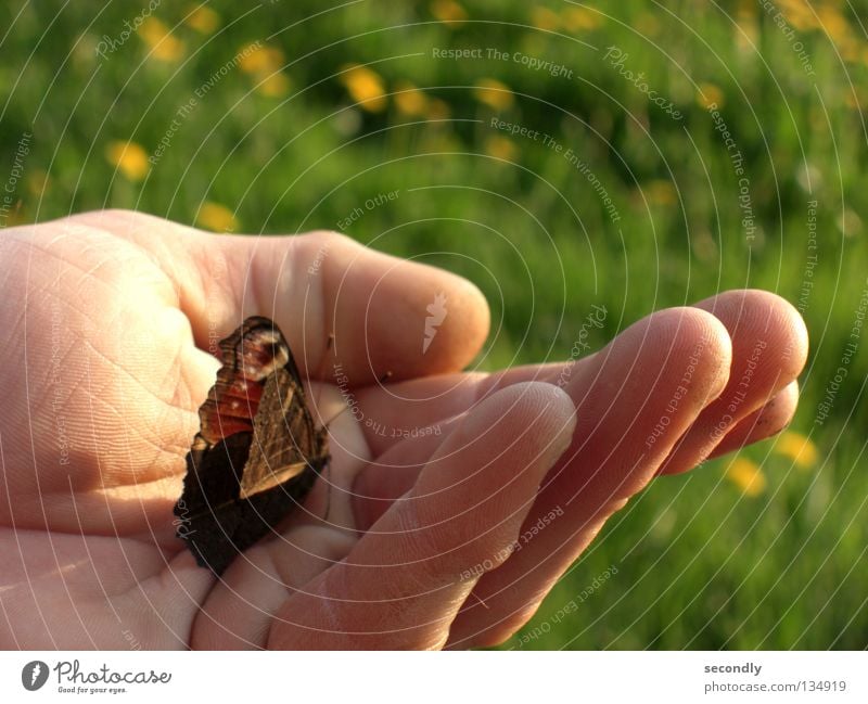 von Lind-ling und Schmetter-wurm Tagpfauenauge Schmetterling Wiese Löwenzahn Frühling Wurm Hand Insekt Sicherheit lindwurm schmetter Mensch