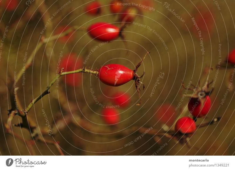 juckpulver Umwelt Natur Pflanze Herbst Sträucher Blüte Grünpflanze Wildpflanze Hagebutten alt dünn authentisch einfach klein nah nachhaltig natürlich rund