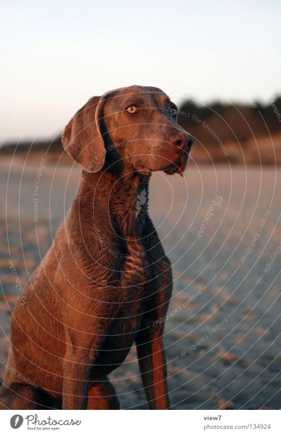 gefährlicher Jagdhund Hund Strand Weimaraner niedlich Wachsamkeit Fell Sand Wachstum Säugetier Vertrauen Blick beobachten sitzen Kontrast Auge Tiergesicht