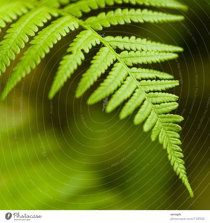 Farnwedel Echte Farne grün pteridopsida Pflanze königsfarn tüpfelfarn Natur Farnblatt filigran Stengel gefiedert frisch Wachstum Botanik Makroaufnahme Sporen