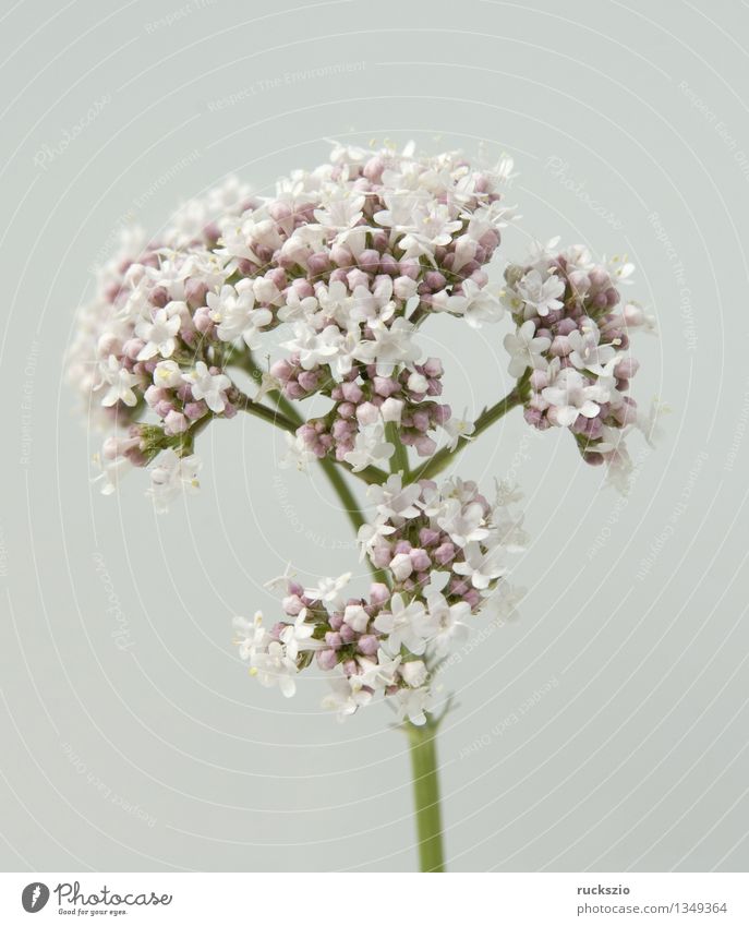 Baldrian, Baldrianbluete, Valeriana, officinalis Gesundheit Medikament Pflanze Blüte Wildpflanze Wiese frei weiß Heilpflanzen Wiesenblume heimische