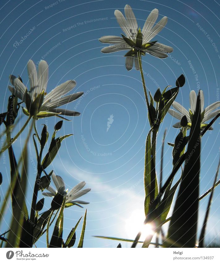 Frühlingsblümchen Pflanze Blume Blüte Blütenblatt weiß grün Stengel Wegrand Feld Sonnenuntergang Abenddämmerung Halm lang dünn Gras Wachstum gedeihen Blühend