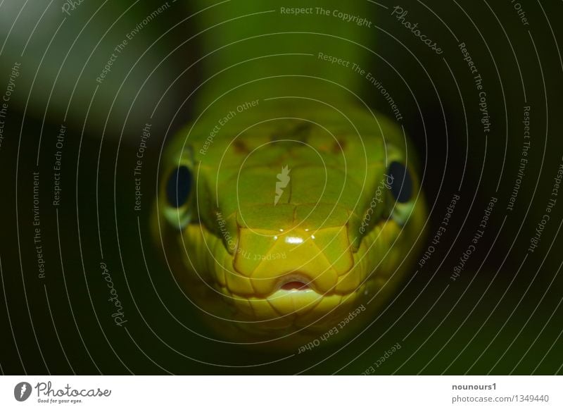 kiss me Tier Wildtier Schlange Tiergesicht Schuppen Zoo 1 hängen Blick ästhetisch bedrohlich Coolness exotisch fantastisch natürlich Neugier Angst Entsetzen