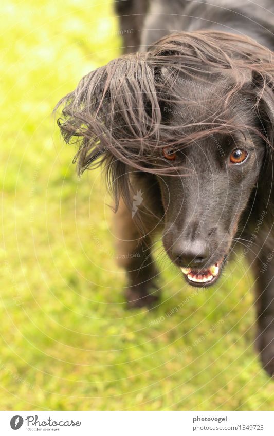 Wildling Erde Gras Wiese Tier Haustier Hund Tiergesicht Fell 1 frech wild grün schwarz Freude Leben Energie Entschlossenheit Farbfoto Außenaufnahme Tag