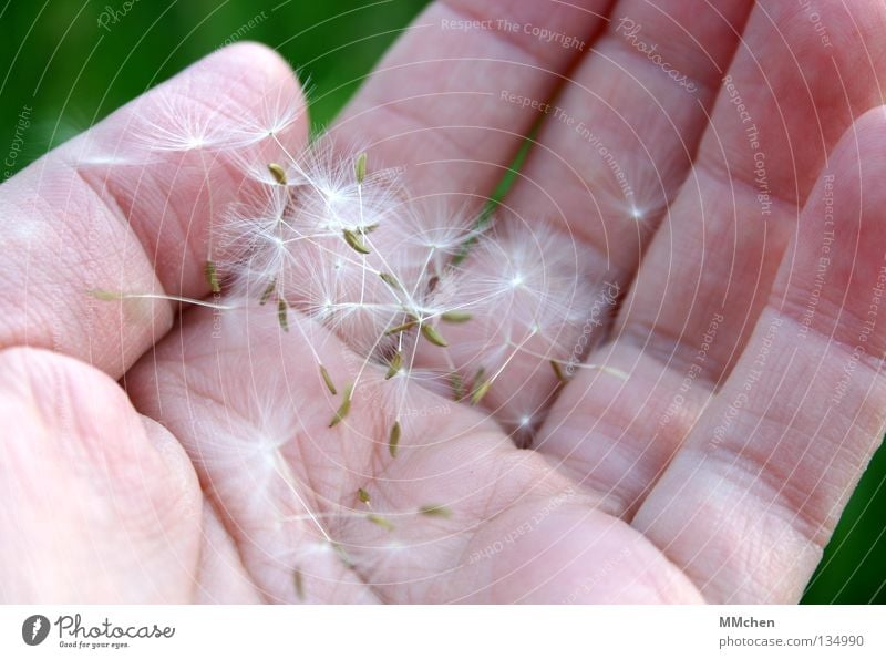 Samenraub Hand Löwenzahn Fallschirm fliegen Haarflieger Korbblütengewächs Sommer Schirmchen Fallschirmchen Taraxacum Wind